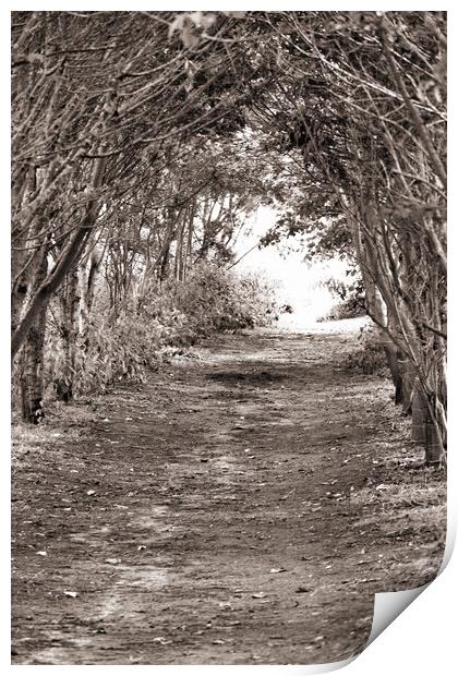Tree Archway - Sepia Print by Glen Allen