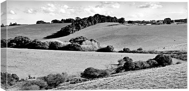 Comboyne Pastures 1 bw Canvas Print by Dennis Gay