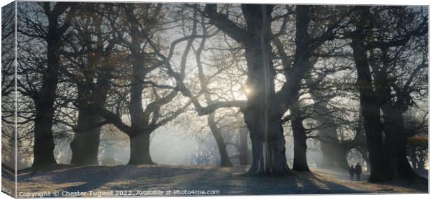 Petworth Park Canvas Print by Chester Tugwell