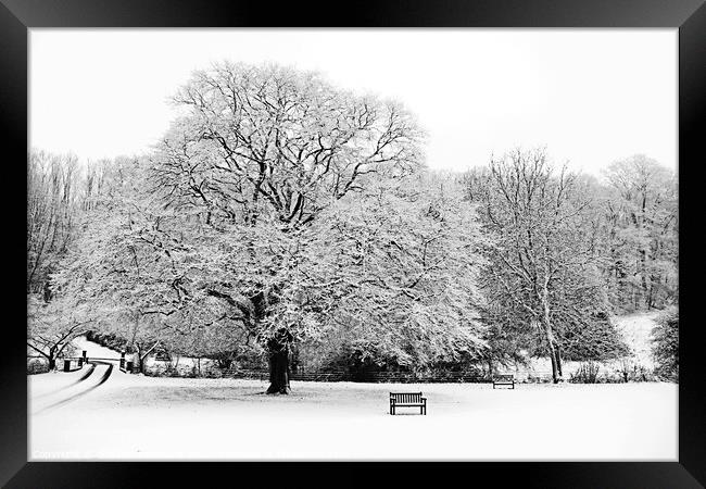 Winter Tree Framed Print by Graham Lathbury