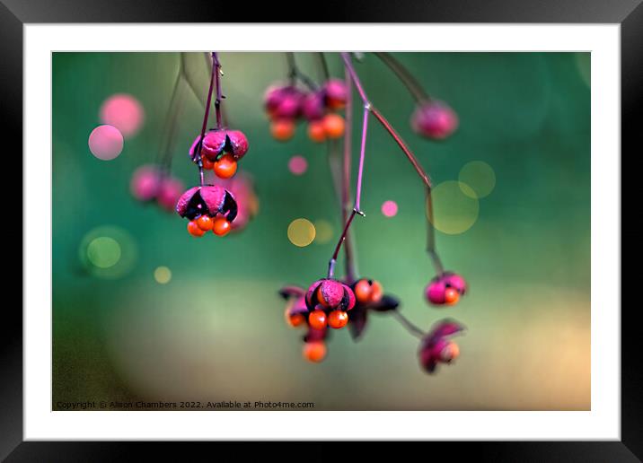 Winter Berries Framed Mounted Print by Alison Chambers