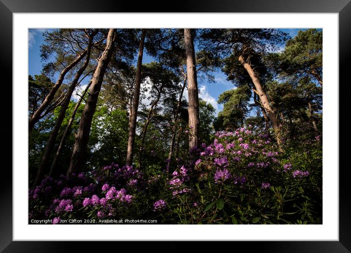 Sandringham Rhododendrons Framed Mounted Print by Jon Clifton