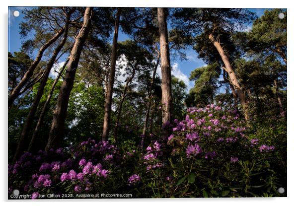 Sandringham Rhododendrons Acrylic by Jon Clifton
