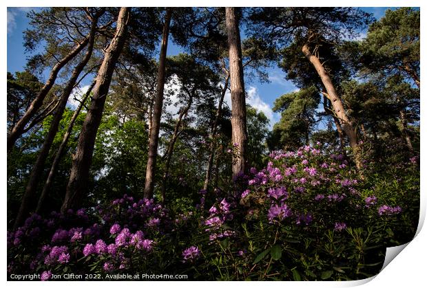 Sandringham Rhododendrons Print by Jon Clifton