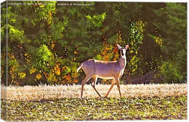 White-tailed Deer in Sugar Beet Field in Autumn  Canvas Print by Taina Sohlman