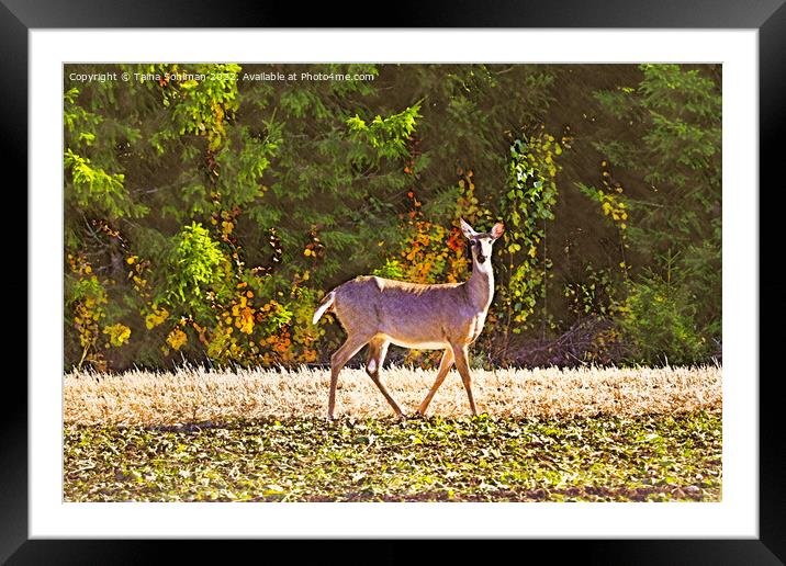 White-tailed Deer in Sugar Beet Field in Autumn  Framed Mounted Print by Taina Sohlman