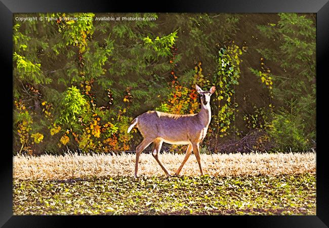 White-tailed Deer in Sugar Beet Field in Autumn  Framed Print by Taina Sohlman