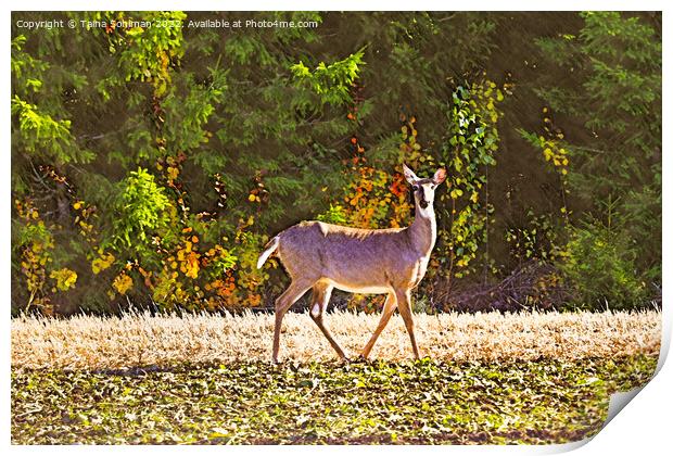 White-tailed Deer in Sugar Beet Field in Autumn  Print by Taina Sohlman