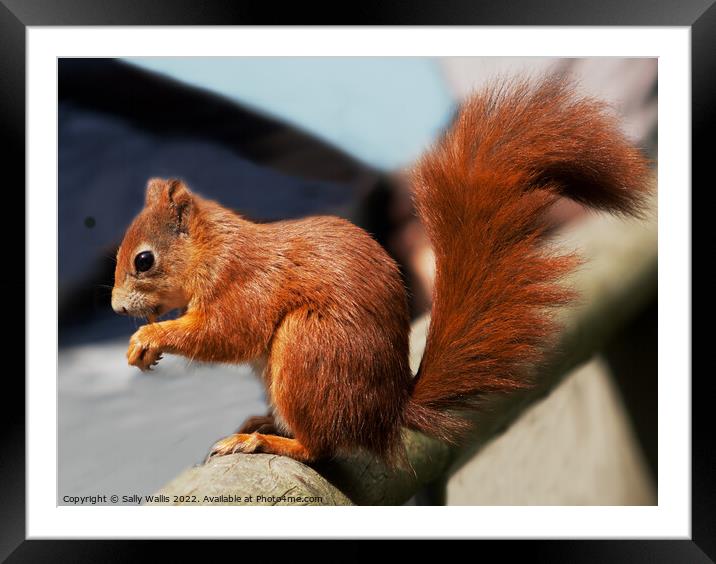 Red squirrel with bushy tail Framed Mounted Print by Sally Wallis