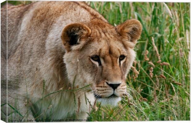 Lioness intent on prey ? Canvas Print by Sally Wallis