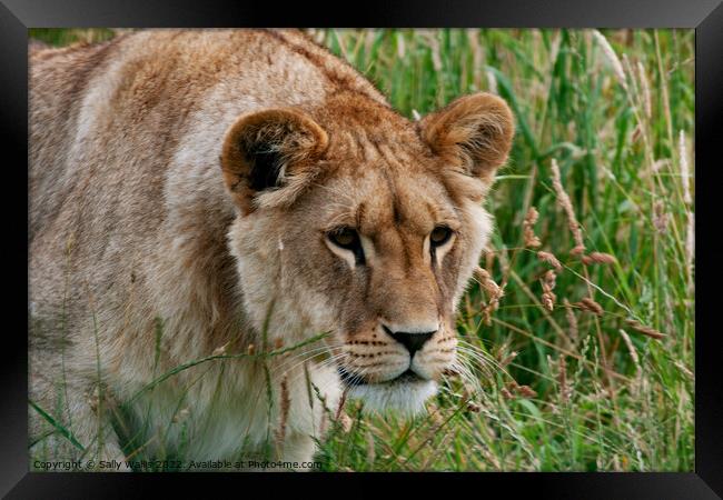 Lioness intent on prey ? Framed Print by Sally Wallis