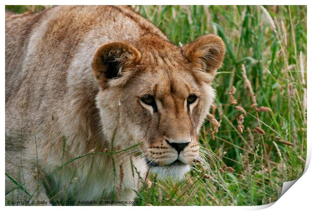 Lioness intent on prey ? Print by Sally Wallis