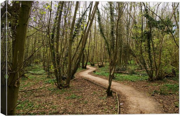 woodland walk in springtime Canvas Print by Sally Wallis