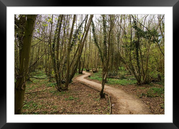 woodland walk in springtime Framed Mounted Print by Sally Wallis