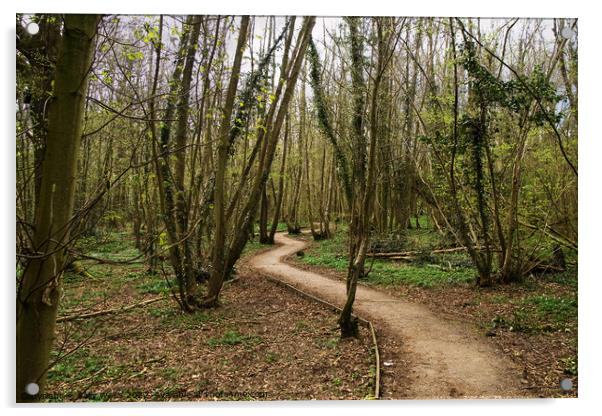woodland walk in springtime Acrylic by Sally Wallis
