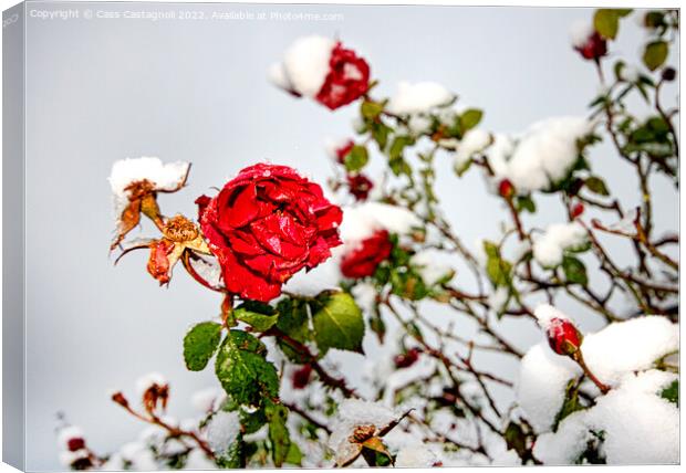 Red Rose in Snow Canvas Print by Cass Castagnoli