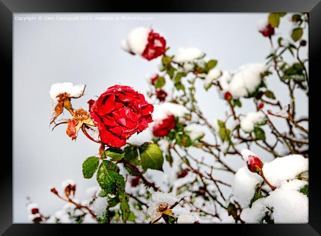 Red Rose in Snow Framed Print by Cass Castagnoli