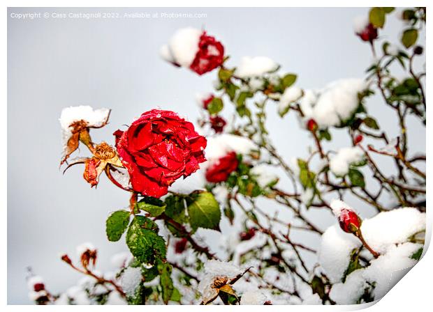Red Rose in Snow Print by Cass Castagnoli