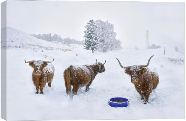 Highland cows in the snow  Canvas Print by JC studios LRPS ARPS