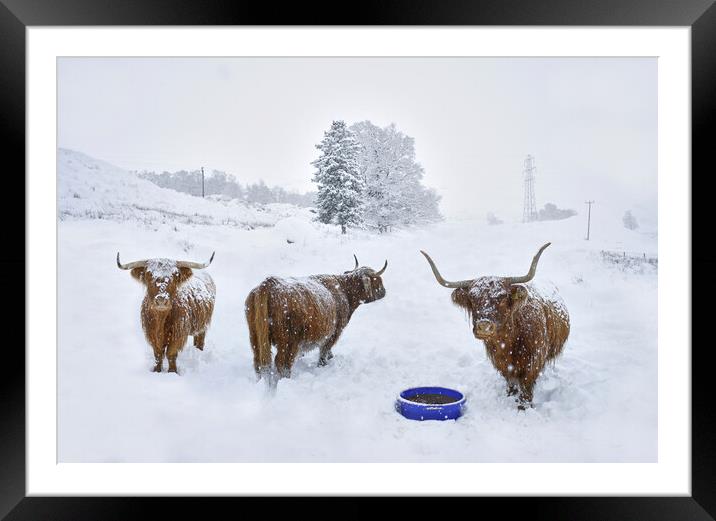 Highland cows in the snow  Framed Mounted Print by JC studios LRPS ARPS