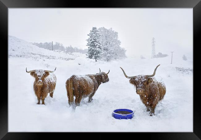 Highland cows in the snow  Framed Print by JC studios LRPS ARPS