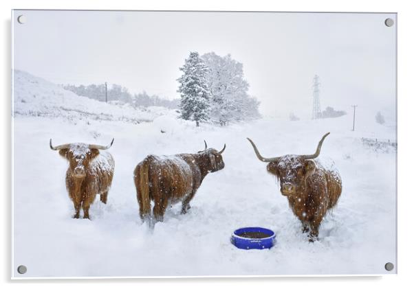 Highland cows in the snow  Acrylic by JC studios LRPS ARPS