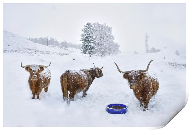 Highland cows in the snow  Print by JC studios LRPS ARPS