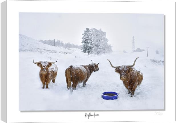 Highland cows in  snow framed Scotland Scottish Canvas Print by JC studios LRPS ARPS
