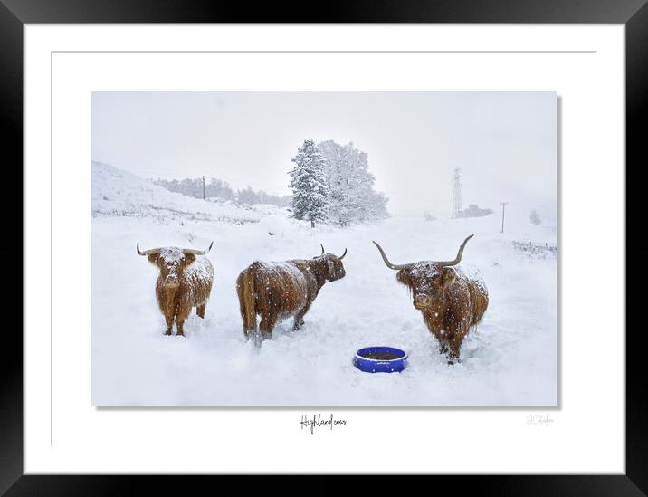Highland cows in  snow framed Scotland Scottish Framed Mounted Print by JC studios LRPS ARPS