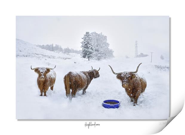 Highland cows in  snow framed Scotland Scottish Print by JC studios LRPS ARPS