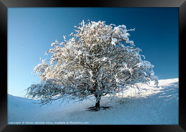 Frosted tree Framed Print by Simon Johnson