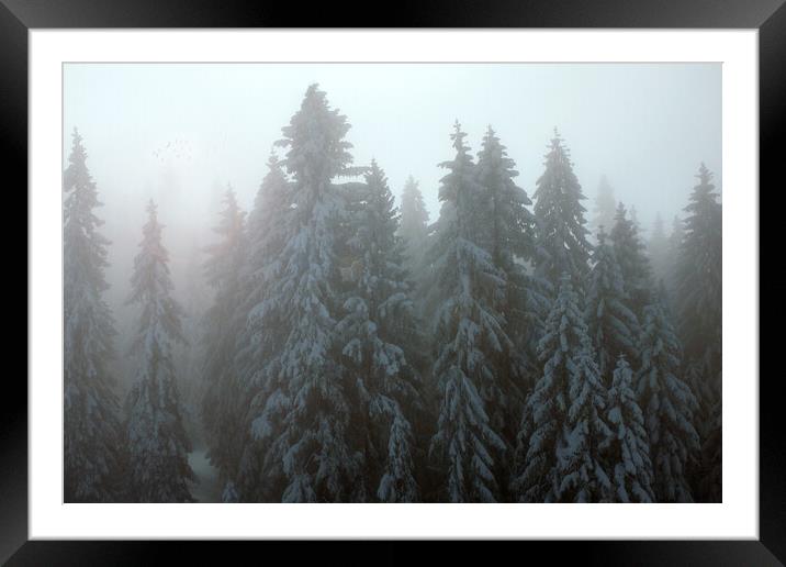 Serene Winter Wonderland Framed Mounted Print by Daniel Rose