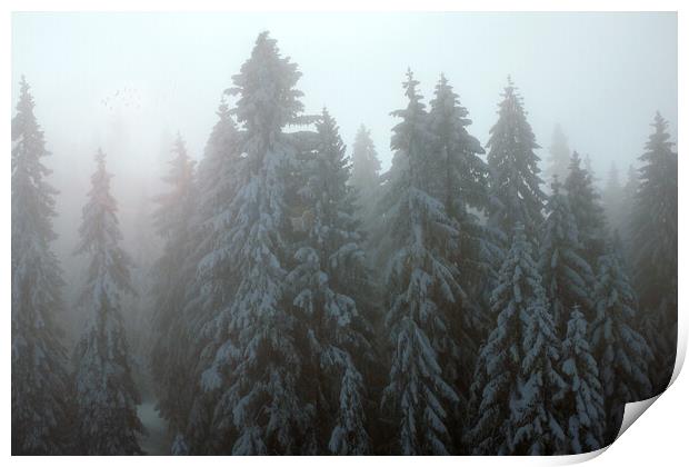 Serene Winter Wonderland Print by Daniel Rose