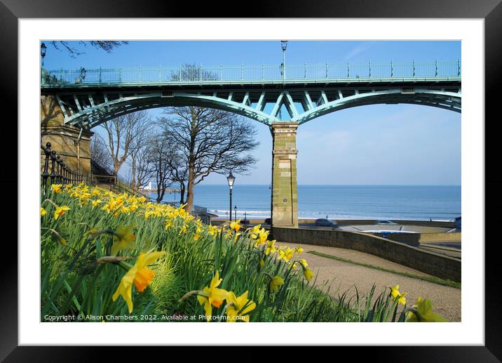 Scarborough Cliff Bridge and Daffodils  Framed Mounted Print by Alison Chambers