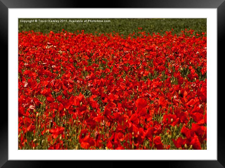 Poppies Framed Mounted Print by Trevor Kersley RIP