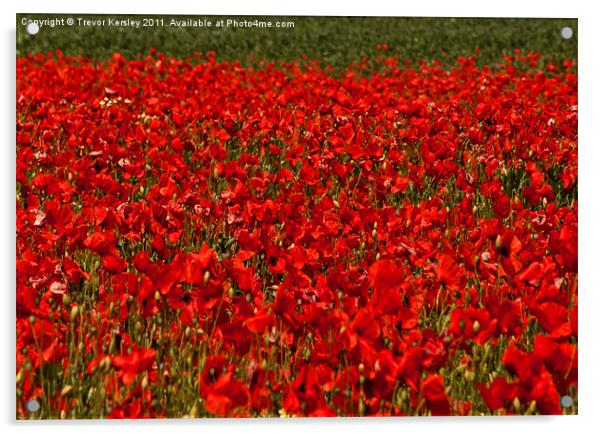 Poppies Acrylic by Trevor Kersley RIP