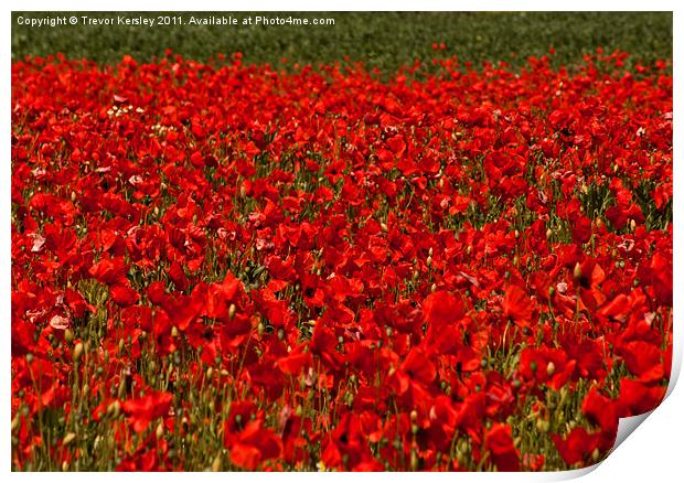 Poppies Print by Trevor Kersley RIP