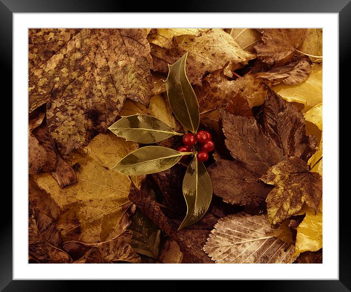 autumn leaves Framed Mounted Print by Northeast Images