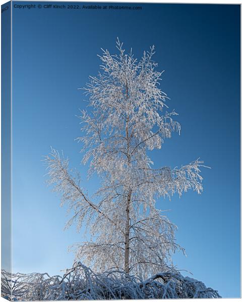 Silver birch with hoar frost Canvas Print by Cliff Kinch
