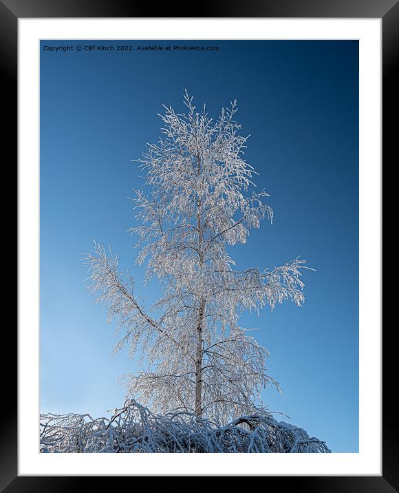 Silver birch with hoar frost Framed Mounted Print by Cliff Kinch
