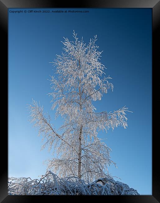 Silver birch with hoar frost Framed Print by Cliff Kinch