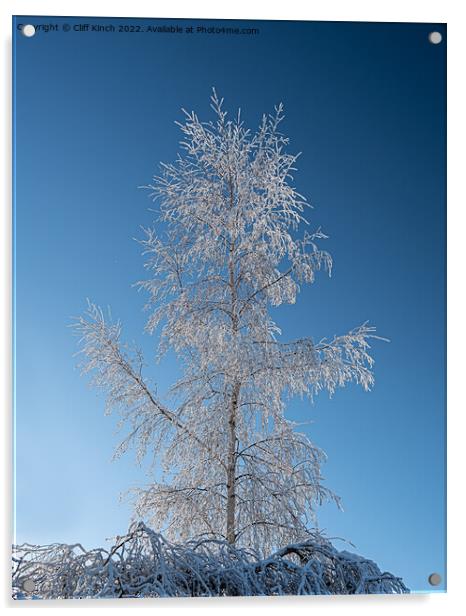 Silver birch with hoar frost Acrylic by Cliff Kinch