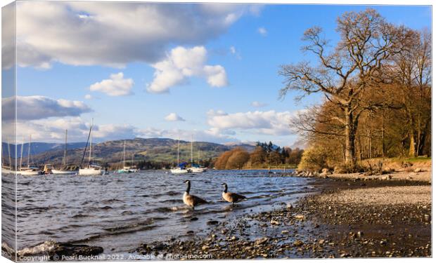 Loughrigg Fell across Windermere in Lake District Canvas Print by Pearl Bucknall