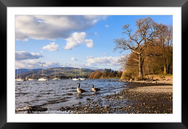 Loughrigg Fell across Windermere in Lake District Framed Mounted Print by Pearl Bucknall