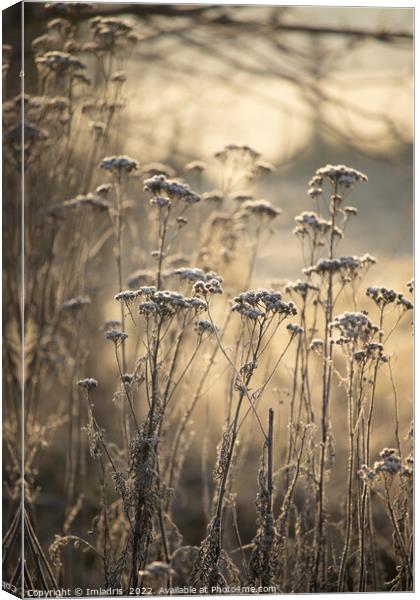Golden Frosty Morning Flemish Countryside Canvas Print by Imladris 