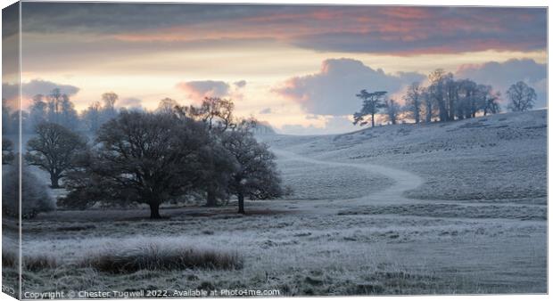 Petworth Park - Winter's Morning Canvas Print by Chester Tugwell
