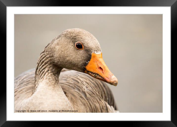 Typical Bulky Adult Greylag Goose with a Large Orange Beak. Framed Mounted Print by Steve Gill