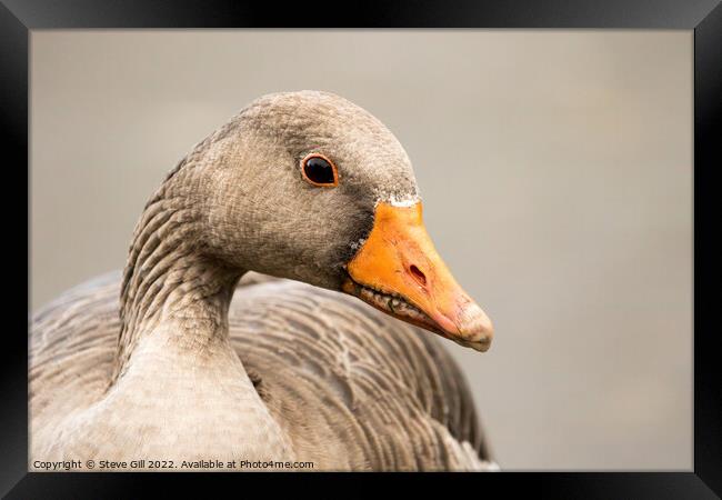 Typical Bulky Adult Greylag Goose with a Large Orange Beak. Framed Print by Steve Gill
