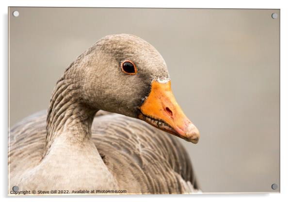 Typical Bulky Adult Greylag Goose with a Large Orange Beak. Acrylic by Steve Gill