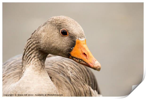 Typical Bulky Adult Greylag Goose with a Large Orange Beak. Print by Steve Gill